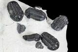 Cluster Nine Smooth Shelled Gerastos Trilobites - Mrakib, Morocco #108240-4
